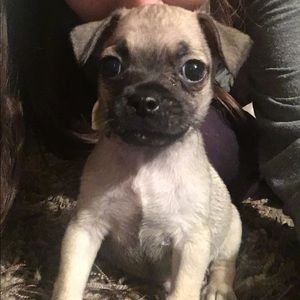 Meet your Posher, Bailey